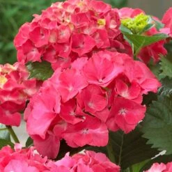 Red Sensation Hydrangea 7 Red Sensation Hydrangea -Fast-Growing-Trees Shop Red Sensation Hydrangea 1 FGT