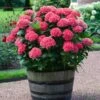 Red Sensation Hydrangea -Fast-Growing-Trees Shop Red Sensation Hydrangea FGT 600x600 1b68ee6d 2e74 42f5 860b bc24d927d110
