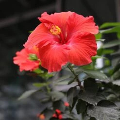Red Tropical Hibiscus Tree 10 Red Tropical Hibiscus Tree -Fast-Growing-Trees Shop Red Tropical Hibiscus Tree 3 FGT