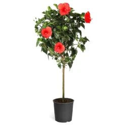 Red Tropical Hibiscus Tree 13 Red Tropical Hibiscus Tree -Fast-Growing-Trees Shop Red Tropical Hibiscus Tree 5