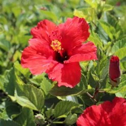 Red Tropical Hibiscus Tree 12 Red Tropical Hibiscus Tree -Fast-Growing-Trees Shop Red Tropical Hibiscus Tree 8 FGT