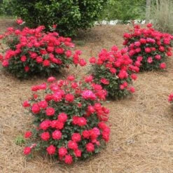 Double Knock Out® Rose -Fast-Growing-Trees Shop Red knockout rose 4