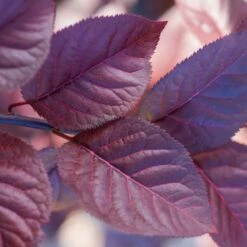 Purple Plunge Weeping Plum Tree -Fast-Growing-Trees Shop Redbud Purple Plunge 2 b8894708 2bb9 4f3e 8d30 7b3eeb931914