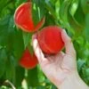 Redskin Peach Tree -Fast-Growing-Trees Shop Redskin Peach Tree FGT 600x600 3c7c3ae4 1db7 4170 96d5 babcc1411ea3