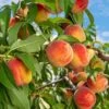 Reliance Peach Tree 2 Reliance Peach Tree -Fast-Growing-Trees Shop Reliance Peach Tree FGT 600x600 ee032cf6 c224 4ecd 9410 92cf72fa710d