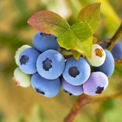 Reveille Blueberry Bush -Fast-Growing-Trees Shop Reville Blueberry 1