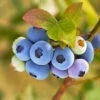 Reveille Blueberry Bush -Fast-Growing-Trees Shop Reville Blueberry 600x600 8060a79d 83ac 446b 8626 45e4229f1e3b