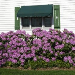 Lavender Rhododendron Shrub 8 Lavender Rhododendron Shrub -Fast-Growing-Trees Shop Rhododendron Lavender 2 FGT