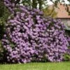 Lavender Rhododendron Shrub 1 Lavender Rhododendron Shrub -Fast-Growing-Trees Shop Rhododendron Lavender FGT 600x600 9d084bfd 402e 4a14 904d c3667851a20a