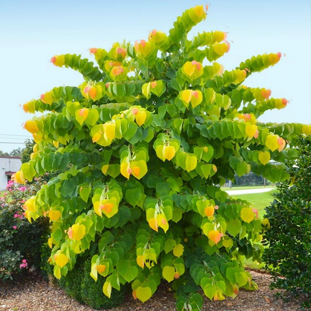 The Rising Sun™ Eastern Redbud Tree 4 The Rising Sun™ Eastern Redbud Tree - Image 2