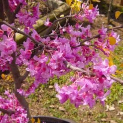 The Rising Sun™ Eastern Redbud Tree 11 The Rising Sun™ Eastern Redbud Tree -Fast-Growing-Trees Shop Rising Sun Redbud 6