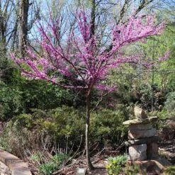 The Rising Sun™ Eastern Redbud Tree 12 The Rising Sun™ Eastern Redbud Tree -Fast-Growing-Trees Shop Rising Sun Redbud 7