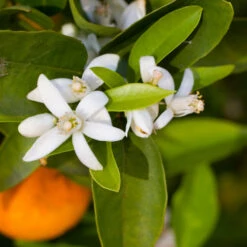 Robertson Navel Orange -Fast-Growing-Trees Shop Robertson Navel Orange 1