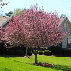 Robinson Crabapple Tree -Fast-Growing-Trees Shop Robinson Crabapple 3 FGT