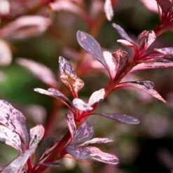 Rose Glow Barberry Shrub 8 Rose Glow Barberry Shrub -Fast-Growing-Trees Shop Rose GLow Barberry 1 FGT