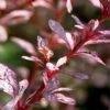 Rose Glow Barberry Shrub -Fast-Growing-Trees Shop Rose GLow Barberry FGT 600x600 fce267bf 276b 4fd5 bc60 84261762ad55