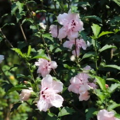 Pink Rose Of Sharon Althea Tree 7 Pink Rose Of Sharon Althea Tree -Fast-Growing-Trees Shop Rose of Sharon Althea 3 FGT