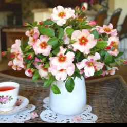 Raspberry Kiss™ Rose Tree -Fast-Growing-Trees Shop Rosemarry Kiss Rose tree 1