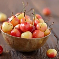 Royal Ann Cherry Tree 8 Royal Ann Cherry Tree -Fast-Growing-Trees Shop Royal Ann CHerry Tree 1 FGT