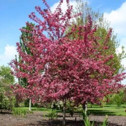 Royal Raindrops® Crabapple Tree 11 Royal Raindrops® Crabapple Tree -Fast-Growing-Trees Shop Royal Raindrops Crabapple 2