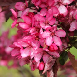 Royal Raindrops® Crabapple Tree 12 Royal Raindrops® Crabapple Tree -Fast-Growing-Trees Shop Royal Raindrops Crabapple 3