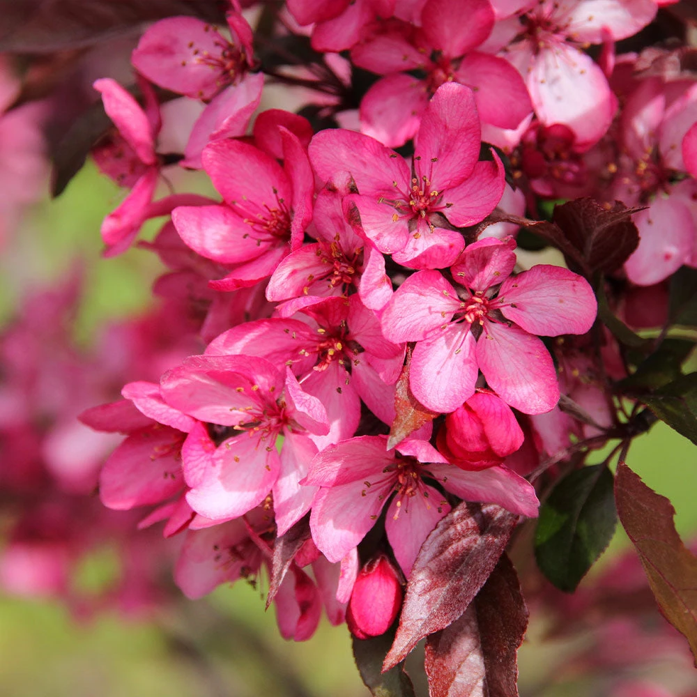 Royal Raindrops® Crabapple Tree 7 Royal Raindrops® Crabapple Tree - Image 5