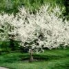 Royal White Redbud Tree 2 Royal White Redbud Tree -Fast-Growing-Trees Shop Royal White Redbud 600x600 ccd5de23 5283 4e40 b2ae 60b520088a5a