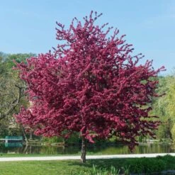 Royalty Crabapple Tree -Fast-Growing-Trees Shop Royalty Crabapple 5 BB