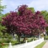 Royalty Crabapple Tree -Fast-Growing-Trees Shop Royalty Crabapple FGT 600x600 d774e7b4 d01c 4958 babc a565dfd4fbc1