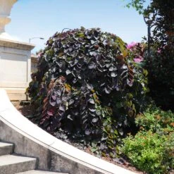 Ruby Falls Redbud Tree 13 Ruby Falls Redbud Tree -Fast-Growing-Trees Shop Ruby Falls Redbud 8