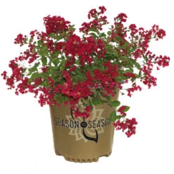 Ruby Prince™ Emerald Empire® Crape Myrtle Tree -Fast-Growing-Trees Shop Ruby Prince Crape Myrtle 2