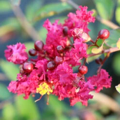 Ruby Prince™ Emerald Empire® Crape Myrtle Tree -Fast-Growing-Trees Shop Ruby Prince Crape Myrtle 3
