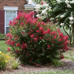 Ruby Prince™ Emerald Empire® Crape Myrtle Tree