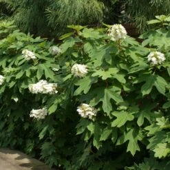 Ruby Slippers Hydrangea Shrub -Fast-Growing-Trees Shop Ruby Slippers Hydrangea 2