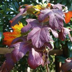 Ruby Slippers Hydrangea Shrub -Fast-Growing-Trees Shop Ruby Slippers Hydrangea 3