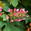 Ruby Slippers Hydrangea Shrub -Fast-Growing-Trees Shop Ruby Slippers Hydrangea 600x600 54daf8be e34c 49ec b8e9 fe136a720aba
