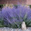 Russian Sage 2 Russian Sage -Fast-Growing-Trees Shop Russian Sage FGT 600x600 023a0d31 7e5f 4c96 acc7 f16146bbb30f