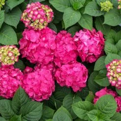 Endless Summer® Summer Crush® Hydrangea -Fast-Growing-Trees Shop SUmmer Crush Endless SUmmer Hydrangea 11 FGT