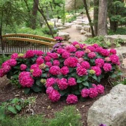 Endless Summer® Summer Crush® Hydrangea -Fast-Growing-Trees Shop SUmmer Crush Endless SUmmer Hydrangea 3 FGYT