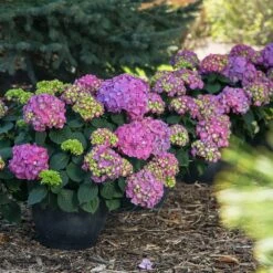 Endless Summer® Summer Crush® Hydrangea -Fast-Growing-Trees Shop SUmmer Crush Endless SUmmer Hydrangea 9 FGT