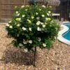 Sunny Knock Out® Rose Tree -Fast-Growing-Trees Shop SUnny knockout Rose Tree FGT 600x600 e7cea815 3cdf 4b5d 992e 2a43e91401b3