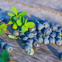 Sunshine Blue Blueberry Bush -Fast-Growing-Trees Shop SUnshine BLue Blueberry 1