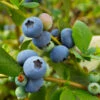 Sunshine Blue Blueberry Bush -Fast-Growing-Trees Shop SUnshine BLue Blueberry 600x600 098e1864 ee66 427c 8dcd c9654f9f3607