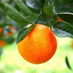 Sanguinelli Blood Orange Tree 10 Sanguinelli Blood Orange Tree -Fast-Growing-Trees Shop Sanguinelli Blood Orange 7 FGT