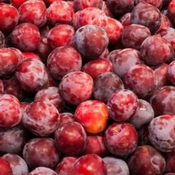 Santa Rosa Plum Tree -Fast-Growing-Trees Shop Santa Rosa Plum 3