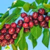 Santina™ Cherry Tree -Fast-Growing-Trees Shop Santina Cherry 600x600 caf47b44 ecab 4d2e 9c6e e460add718f8