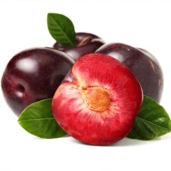 Satsuma Plum Tree -Fast-Growing-Trees Shop Satsuma Plum 2