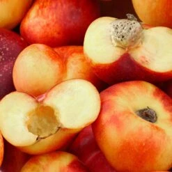 Saturn Peach Tree -Fast-Growing-Trees Shop Saturn Peach Tree 1