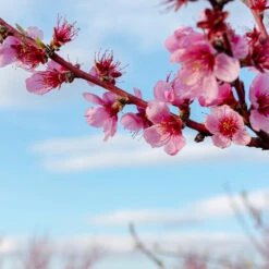 Donut Saturn Peach Tree -Fast-Growing-Trees Shop Saturn Peach Tree 4 19c82b04 5fc8 4f38 9ffb 3e59ae0ee35b