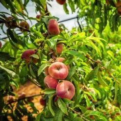Saturn Peach Tree -Fast-Growing-Trees Shop Saturn Peach Tree 5